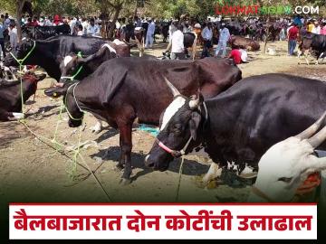 'या' बैलबाजारात दोन दिवसांत दोन कोटींची उलाढाल, सर्वात महागड्या जोडीची किंमत किती?  - Marathi News | Latest News Two crores turnover in two days in sorapada bail market see details | Latest News at Lokmat.com