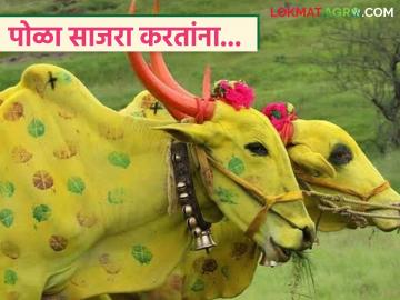 Bail Pola : बैलपोळा म्हणजे शेतकऱ्यांसाठी दिवाळी, यंदा साध्या पद्धतीने साजरा करण्याचे आवाहन  - Marathi News | Latest News Bailpola means Diwali for farmers, appeal to celebrate in simple way | Latest News at Lokmat.com