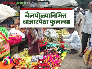 Bail Pola Festival Market : बैलपोळ्याची बाजारपेठ सजली; सर्जा-राजासाठी बाजारात लाखोंची उलाढाल - Marathi News | latest news Bail Pola Festival Market: Bail Pola market decorated; Turnover of lakhs in the market for Sarja-Raja | Latest News at Lokmat.com Bail Pola Festival Market : बैलपोळ्याची बाजारपेठ सजली; सर्जा-राजासाठी बाजारात लाखोंची उलाढाल - Marathi News | latest news Bail Pola Festival Market: Bail Pola market decorated; Turnover of lakhs in the market for Sarja-Raja | Latest News at Lokmat.com