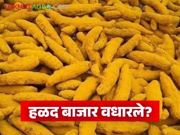 दिवाळीच्या मुहूर्तावर वाशिम बाजार समितीत हळद दर वधारले; वाचा काय मिळतोय दर - Marathi News | Turmeric prices increased in Washim Market Committee on the occasion of Diwali; Read what is the price being offered | Latest News at Lokmat.com