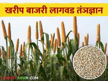 बाजरी लागवड करतांना हि पद्धत वापरा आणि अधिक उत्पादन मिळवा - Marathi News | Use this method while planting millet and get more yield | Latest News at Lokmat.com बाजरी लागवड करतांना हि पद्धत वापरा आणि अधिक उत्पादन मिळवा - Marathi News | Use this method while planting millet and get more yield | Latest News at Lokmat.com