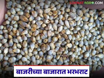 Bajari Market : थंडी वाढताच 'बाजरी'च्या मार्केटमध्ये भरभराट; वाचा राज्यात कसा मिळतोय दर? - Marathi News | Bajari Market : As the cold weather sets in, Bajari is booming in the market; Read how the price is being obtained in the state? | Latest News at Lokmat.com
