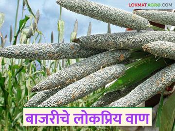 बाजरी पिकात अधिक उत्पादन देणारे सुधारित व संकरित वाण कोणते? वाचा सविस्तर - Marathi News | Which improved and hybrid varieties give higher yield in pearl millet crop? Read in detail | Latest News at Lokmat.com