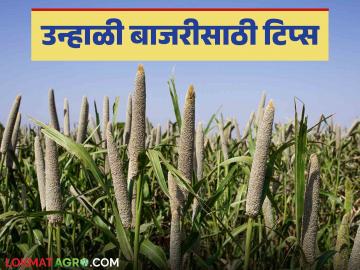 Bajara Crop : शेतकऱ्यांनो उन्हाळी बाजरीचे तंत्र जाणून घ्या सविस्तर - Marathi News | Bajara Crop: Intercropping gained momentum in millet crop; Read millet tips in detail | Latest News at Lokmat.com Bajara Crop : शेतकऱ्यांनो उन्हाळी बाजरीचे तंत्र जाणून घ्या सविस्तर - Marathi News | Bajara Crop: Intercropping gained momentum in millet crop; Read millet tips in detail | Latest News at Lokmat.com