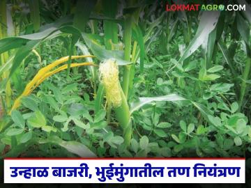 उन्हाळ बाजरी, भुईमुंगातील आंतरमशागत आणि तण नियंत्रण कसे करावे, वाचा सविस्तर  - Marathi News | Latest News Read in detail about intercropping and weed control in summer millet and groundnut | Latest News at Lokmat.com