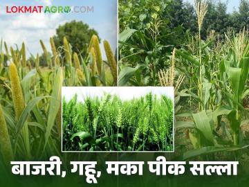 Agriculture News : उन्हाळी बाजरी, गहू, मका पिकांसाठी कृषी सल्ला, वाचा सविस्तर - Marathi News | Latest News Agriculture News Agricultural advisory for summer millet, wheat, maize crops, read in detail | Latest News at Lokmat.com Agriculture News : उन्हाळी बाजरी, गहू, मका पिकांसाठी कृषी सल्ला, वाचा सविस्तर - Marathi News | Latest News Agriculture News Agricultural advisory for summer millet, wheat, maize crops, read in detail | Latest News at Lokmat.com