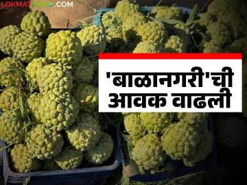 Sitafal Bajar Bhav : आरोग्यासाठी उपयुक्त 'या' सीताफळाची बाजारात आवक वाढली; कसा मिळतोय दर? - Marathi News | Sitafal Bajar Bhav : The arrival of 'this' custard apple, which is beneficial for health, has increased in the market; How is the price being obtained? | Latest News at Lokmat.com