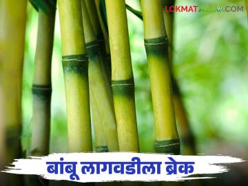 Bamboo Cultivation : त्या एका अटीमुळे कोल्हापूर जिल्ह्यातील बांबू लागवड झाली ठप्प.. वाचा सविस्तर - Marathi News | Due to that one condition, bamboo cultivation in Kolhapur district has stopped.. read in detail | Latest News at Lokmat.com