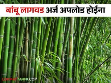 Bamboo Cultivation Scheme : बांबू लागवडीसाठी हेक्टरी ७ लाख अनुदानाची घोषणा; पोर्टलवर ५ लाखांवरचे अर्ज अपलोड होईना ! वाचा सविस्तर  - Marathi News | Bamboo Cultivation Scheme : Announcement of 7 lakh hectare subsidy for bamboo cultivation; 5 lakh applications will not be uploaded on the portal! Read in detail  | Latest News at Lokmat.com