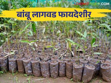 Bamboo Farming : आगर परिसरातील शेतकरी वळले बांबू शेतीकडे; चांगल्या उत्पन्नाची अपेक्षा - Marathi News | Bamboo Farming : Farmers in Agar area turned to bamboo farming; Expect good income | Latest News at Lokmat.com