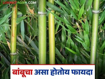 Bamboo Farming: बांबू लागवडीतून होणार पर्यावरण संवर्धन; आर्थिक फायदा कसा ते वाचा सविस्तर - Marathi News | Bamboo Farming: latest news Environmental conservation will be achieved through bamboo cultivation; Read in detail how it will benefit the economy | Latest News at Lokmat.com