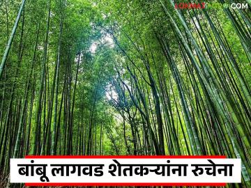 Bamboo Cultivation : अनुदान भरपूर, लागवड थोडी; बांबू योजनेला प्रतिसाद का नाही? वाचा सविस्तर - Marathi News | latest news Bamboo Cultivation: Lots of subsidies, little cultivation; Why is there no response to the bamboo scheme? Read in detail | Latest News at Lokmat.com