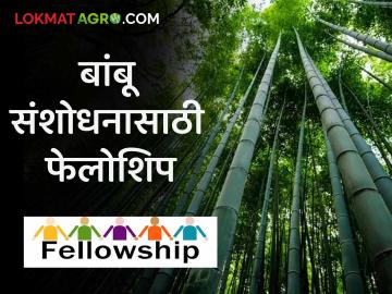 Bamboo Research : बांबू संशोधनासाठी प्रथमच नागपूरच्या विद्यार्थ्यांना १८ लाखांची फेलोशिप वाचा सविस्तर - Marathi News | Bamboo Research: latest news For the first time Nagpur students get a fellowship of 18 lakhs for bamboo research, read in detail | Latest News at Lokmat.com