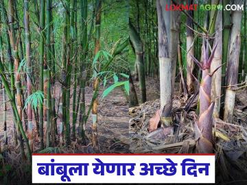 राज्यात बांबू उद्योग धोरणाला मंजुरी; बांबू उत्पादक शेतकरी व उद्योगाला कसा होणार फायदा? राज्यात बांबू उद्योग धोरणाला मंजुरी; बांबू उत्पादक शेतकरी व उद्योगाला कसा होणार फायदा?