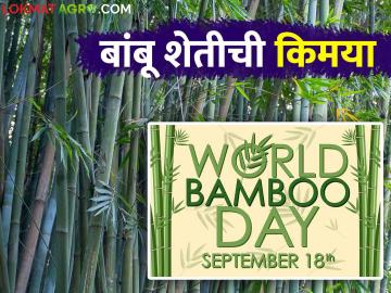 Bamboo Day Special : शेतकऱ्यांनो शिका बांबू शेतीचा तंत्र आणि मंत्र वाचा सविस्तर - Marathi News | Bamboo Day Special : Farmers Learn Bamboo Farming Techniques and Mantra Read in detail | Latest News at Lokmat.com