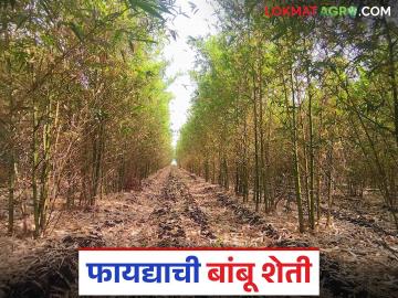पर्यावरणाचा समतोल अन् पैसे ही कमवून देईल हे कमी उत्पादन खर्चाचे पिक; वाचा सविस्तर - Marathi News | This low-cost crop will balance the environment and earn money; Read in detail | Latest News at Lokmat.com