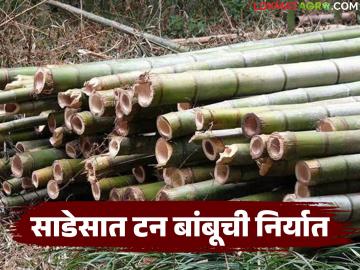 महिलांनी वनहक्काद्वारे केली साडेसात टन बांबूची पहिली निर्यात, गावासह महिलांना मिळाला रोजगार - Marathi News | Latest News Women exported seven tons of bamboo for the first time through forest rights | Latest News at Lokmat.com महिलांनी वनहक्काद्वारे केली साडेसात टन बांबूची पहिली निर्यात, गावासह महिलांना मिळाला रोजगार - Marathi News | Latest News Women exported seven tons of bamboo for the first time through forest rights | Latest News at Lokmat.com