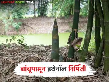 Ethanol Production From Bamboo : आता बांबूपासून इथेनॉल निर्मिती, जगातील पहिला प्रयोग, कसा असेल हा संपूर्ण प्रकल्प  - Marathi News | Latest News Ethanol production from bamboo world's first experiment in producing ethanol from bamboo in asam | Latest News at Lokmat.com