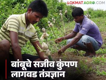 एका कुंपणाचे अनेक फायदे, एकदा बांबूचे सजीव कुंपण करा, 40 वर्ष बिनधास्त राहा, बांबू कुंपणाची संपूर्ण माहिती - Marathi News | Latest News Agriculture News Bamboo live fences have many advantages in farming | Latest News at Lokmat.com