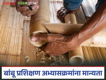 Bambu Prashikshan : बांबू प्रशिक्षण अभ्यासक्रमांना नागपूर विद्यापीठाची मान्यता, वाचा सविस्तर - Marathi News | Latest news Nagpur University approves bamboo training courses in chandrapur, read in detail | Latest News at Lokmat.com Bambu Prashikshan : बांबू प्रशिक्षण अभ्यासक्रमांना नागपूर विद्यापीठाची मान्यता, वाचा सविस्तर - Marathi News | Latest news Nagpur University approves bamboo training courses in chandrapur, read in detail | Latest News at Lokmat.com