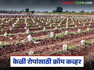 अति तापमानापासून केळी रोपे वाचवण्यासाठी क्रॉप कव्हर, क्रॉप कव्हरसाठी किती खर्च येतोय? - Marathi News | Latest News Crop cover to protect banana plants from extreme temperatures | Latest News at Lokmat.com अति तापमानापासून केळी रोपे वाचवण्यासाठी क्रॉप कव्हर, क्रॉप कव्हरसाठी किती खर्च येतोय? - Marathi News | Latest News Crop cover to protect banana plants from extreme temperatures | Latest News at Lokmat.com