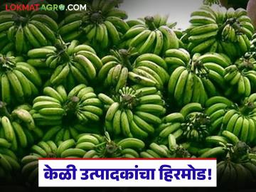 Banana Farmer Crisis : उत्पादन भरपूर, भाव शून्य; केळी उत्पादक 'पश्चात्ताप'च्या खाईत वाचा सविस्तर - Marathi News | latest news Banana Farmer Crisis: Abundant production, zero prices! Banana farmers in the grip of 'regret' | Latest News at Lokmat.com