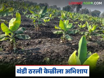 Banana Crop : थंडी रब्बी पिकांना वरदान; केळीला मात्र ठरली अभिशाप वाचा सविस्तर - Marathi News | latest news Banana Crop: Cold is a boon for Rabi crops, but a curse for bananas Read in detail | Latest News at Lokmat.com