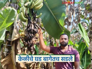 तब्बल ३ टन केळीच्या पिकअपचा दर अवघा सहा हजार; निर्यातक्षम केळी बागेतच चालली सडून - Marathi News | The pickup rate for 3 tons of bananas is just 6 thousand; Exportable bananas rot in the garden | Latest News at Lokmat.com
