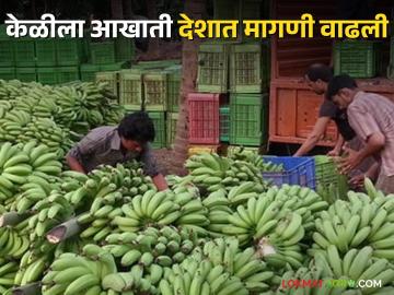 Banana Export : आखाती देशांत केळीची निर्यात वाढली, योग्य व्यवस्थापनातून चांगला मोबदला  - Marathi News | Latest News agriculture News Banana export increased in foreign countries from dhule district | Latest News at Lokmat.com