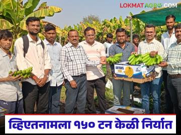 Banana Export : हवामानाचं संकट, तरीही यश; अकोल्यातून व्हिएतनामला १५० टन केळी निर्यात वाचा सविस्तर - Marathi News | latest news Banana Export: Climate crisis, yet success; 150 tons of bananas exported to Vietnam from Akola | Latest News at Lokmat.com Banana Export : हवामानाचं संकट, तरीही यश; अकोल्यातून व्हिएतनामला १५० टन केळी निर्यात वाचा सविस्तर - Marathi News | latest news Banana Export: Climate crisis, yet success; 150 tons of bananas exported to Vietnam from Akola | Latest News at Lokmat.com
