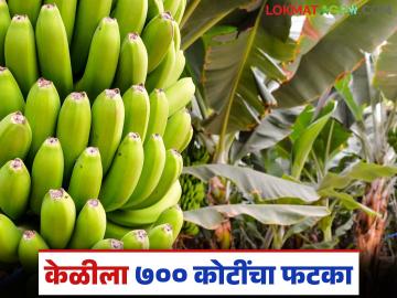 अमेरिका-इराण युद्धाचा सर्वाधिक फटका केळीला; पुरवठा साखळीत १,७५० कंटेनर अडकले - Marathi News | Bananas hit hardest by US-Iran war; 1,750 containers stuck in supply chain | Latest News at Lokmat.com
