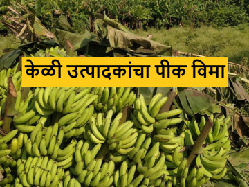 Banana Farmer : जळगाव जिल्ह्यातील केळी उत्पादकांचा पीक विमा का नाकारला? जाणून घ्या सविस्तर - Marathi News | Latest News Banana Farmer crop insurance denied to banana farmers in Jalgaon district Know in detail | Latest News at Lokmat.com Banana Farmer : जळगाव जिल्ह्यातील केळी उत्पादकांचा पीक विमा का नाकारला? जाणून घ्या सविस्तर - Marathi News | Latest News Banana Farmer crop insurance denied to banana farmers in Jalgaon district Know in detail | Latest News at Lokmat.com