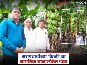 Banana farming story : ४ एकरांत २७ लाखांचे उत्पन्न; दादासाहेब फुटाणेंचा केळी शेती प्रवास वाचा सविस्तर - Marathi News | latest news Banana farming story: Income of Rs 27 lakhs from 4 acres; Read Dadasaheb Phutane's banana farming journey in detail | Latest News at Lokmat.com