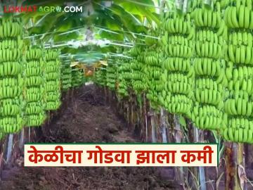 Banana Market : सणासुदीत वाढते केळीला मागणी; मात्र बाजारात होतोय गोडवा कमी वाचा सविस्तर - Marathi News | latest news Banana Market: Demand for bananas increases during the festive season; However, the sweetness in the market is decreasing. Read in detail | Latest News at Lokmat.com Banana Market : सणासुदीत वाढते केळीला मागणी; मात्र बाजारात होतोय गोडवा कमी वाचा सविस्तर - Marathi News | latest news Banana Market: Demand for bananas increases during the festive season; However, the sweetness in the market is decreasing. Read in detail | Latest News at Lokmat.com