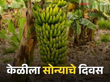 आखाती देशातील केळीच्या वाढत्या मागणीमुळे उसाच्या पट्टयात वाढतेय केळीचं क्षेत्र - Marathi News | Due to the increasing demand for bananas in the Gulf countries, the banana area in the sugarcane belt is increasing | Latest News at Lokmat.com