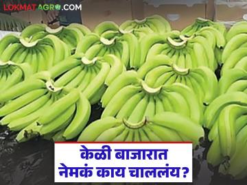 Banana Market: केळी बाजारात नेमकं काय चाललंय? जाणून घ्या सविस्तर - Marathi News | latest news Banana Market: What is really happening in the banana market? Find out in detail | Latest News at Lokmat.com