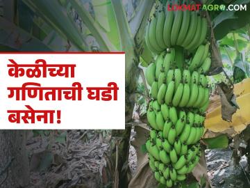 Banana Market : केळीच्या गणिताची घडी बसेना; काय आहे कारण वाचा सविस्तर - Marathi News | latest news Banana Market: Banana math is not working; Read the reason in detail | Latest News at Lokmat.com