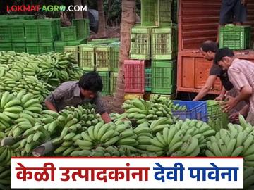 Navratri Banana Market : केळी उत्पादकांना देवी पावेना; नवरात्रातही कवडीमोल भावाने पदरी निराशा वाचा सविस्तर - Marathi News | latest news Navratri Banana Market: Banana growers do not get any benefits; Disappointment due to low prices even during Navratri read in details | Latest News at Lokmat.com