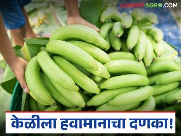 Banana Market : हवामानाचा केळीला बसला दणका; बाजारात असा मिळतोय दर वाचा सविस्तर - Marathi News | latest news Banana Market: Weather has hit bananas; Read in detail the prices being offered in the market | Latest News at Lokmat.com