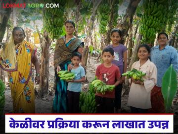 बाजार कोसळलेल्या 'केळी'वर प्रक्रिया करून थेट विक्री; दोन एकरातून सव्वातीन लाखांची कमाई - Marathi News | Processed and sold directly on 'bananas' that had collapsed in the market; Earned Rs. 3.5 lakh from two acres | Latest success-story News at Lokmat.com