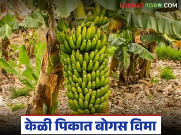 केळी पिकात बोगस विमा; सुमारे सव्वादोन कोटी रुपयांची रक्कम लुबाडण्याचा प्रयत्न, काय आहे प्रकरण? - Marathi News | Bogus insurance in banana crop; Attempt to embezzle around two and a half crore rupees, what is the matter? | Latest News at Lokmat.com