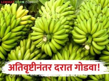 Banana Market : अतिवृष्टीच्या फटक्यानंतर केळी बाजारात उभारी; जाणून घ्या काय मिळतोय भाव? - Marathi News | latest news Banana Market: Bananas rise in the market after heavy rains; Know what price is being obtained? | Latest News at Lokmat.com