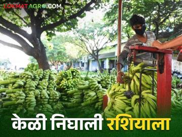 Banana Export : चाळीसगावची केळी रशियाला रवाना, केळीला 40 दिवसांची टिकवण क्षमता!  - Marathi News | Latest News Banana Export Chalisgaon bananas sent to Russia, 40 days shelf life see details  | Latest News at Lokmat.com