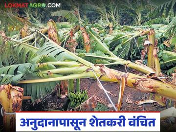 Banana Crop Damage : चार महिने उलटले… तरीही केळी नुकसानीनंतरही मदत मिळेना - Marathi News | latest news Banana Crop Damage: Four months have passed… Still no help after banana damage | Latest News at Lokmat.com