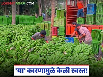 Banana Market : आंध्र-तेलंगणाचा माल देशात; 'या' कारणामुळे केळी स्वस्त! - Marathi News | latest news Banana Market: Goods from Andhra-Telangana in the country; Bananas are cheaper due to 'this' reason! | Latest News at Lokmat.com