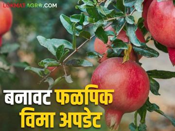 Fal Pik Vima : यंदाच्या मृग बहार फळपिक विमा योजनेत या शेतकऱ्यांना मिळणार नाही विम्याचा लाभ? वाचा सविस्तर - Marathi News | Fal Pik Vima : How many fake applications were there in which district in this year's Mrig Bahar Fruit Crop Insurance Scheme? Read in detail | Latest News at Lokmat.com