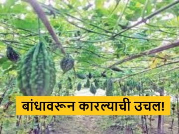 Agriculture News : गडचिरोलीत कारले उत्पादन वाढलं, थेट शेताच्या बांधावरून कारल्याची उचल! - Marathi News | Agriculture News : | Latest News at Lokmat.com
