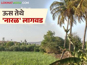 आता उसाच्या बांधावर लावा नारळाची झाडे; अनुदान अन् उत्पन्नातून मिळणार दुहेरी फायदा - Marathi News | Now plant coconut trees on sugarcane fields bund; get double benefit from subsidy and income | Latest News at Lokmat.com आता उसाच्या बांधावर लावा नारळाची झाडे; अनुदान अन् उत्पन्नातून मिळणार दुहेरी फायदा - Marathi News | Now plant coconut trees on sugarcane fields bund; get double benefit from subsidy and income | Latest News at Lokmat.com