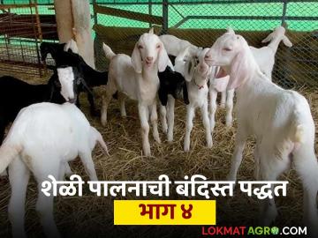 Goat Farming Technique : शेळी पालनासाठी 'ही' पद्धत सर्वात बेस्ट म्हणून उपयुक्त, जाणून घ्या सविस्तर  - Marathi News | Latest News Goat Farming Technique bandist sheli palan method is best for goat farming, know in detail | Latest News at Lokmat.com