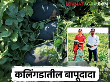 नाद केला पण वाया नाय गेला; कलिंगडात आंतरपीक मिरचीचा यशस्वी प्रयोग - Marathi News | Farmer Bapudada doing outstanding work in watermelon; Experiment of intercropping chilli in watermelon | Latest News at Lokmat.com